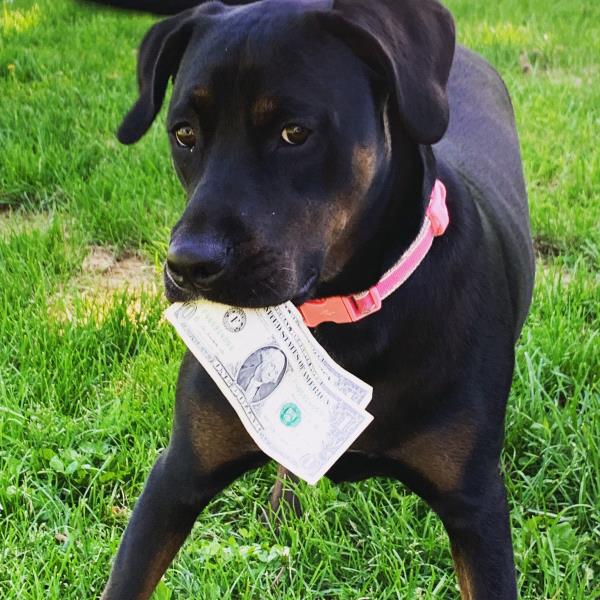 /Images/uploads/MidAmerica Rottweiler Rescue/adoptarottphotocontest/entries/10276thumb.jpg